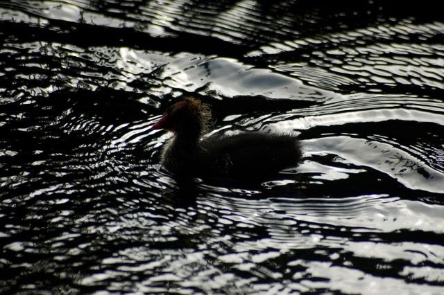 Waterbird